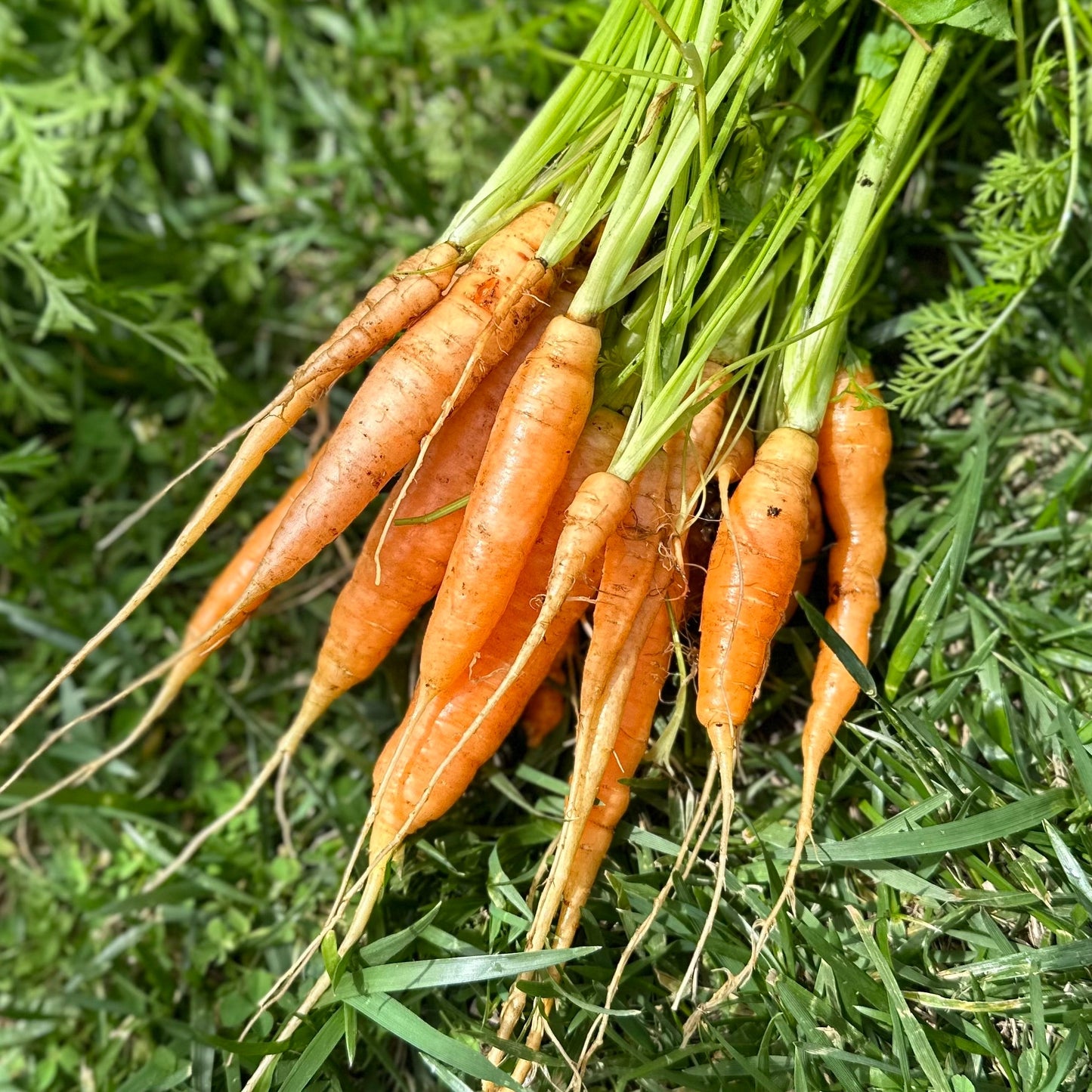 Carrot 'Baby Amsterdam' Seeds - Hollyhock Hill