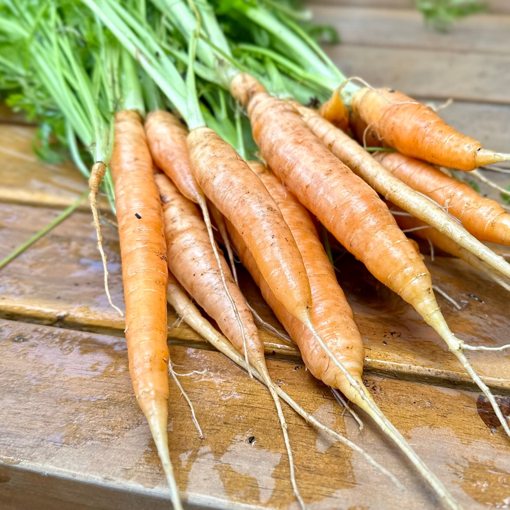 Carrot 'Baby Amsterdam' Seeds - Hollyhock Hill