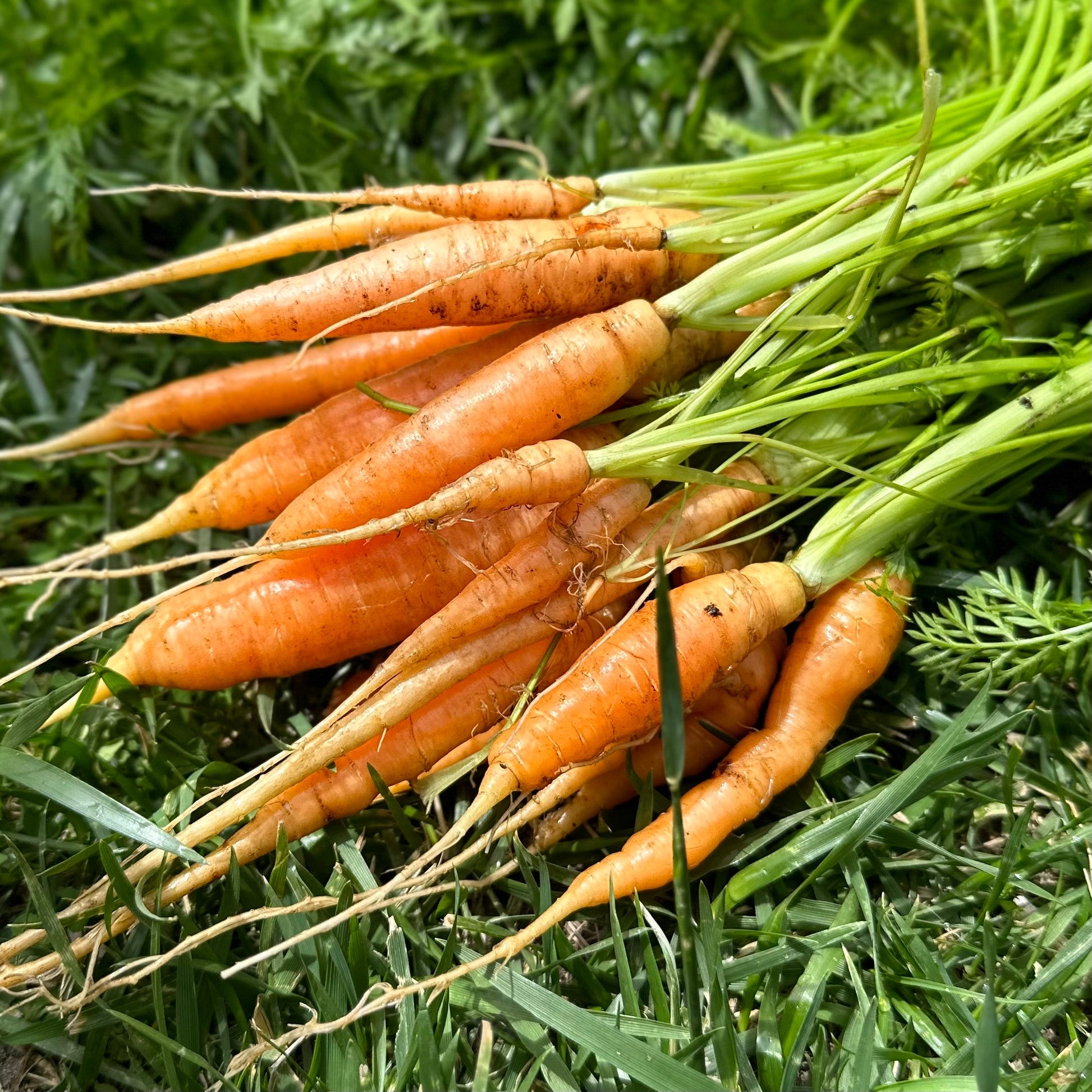 Carrot 'Baby Amsterdam' Seeds - Hollyhock Hill