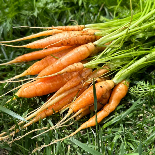 Carrot 'Baby Amsterdam' Seeds - Hollyhock Hill