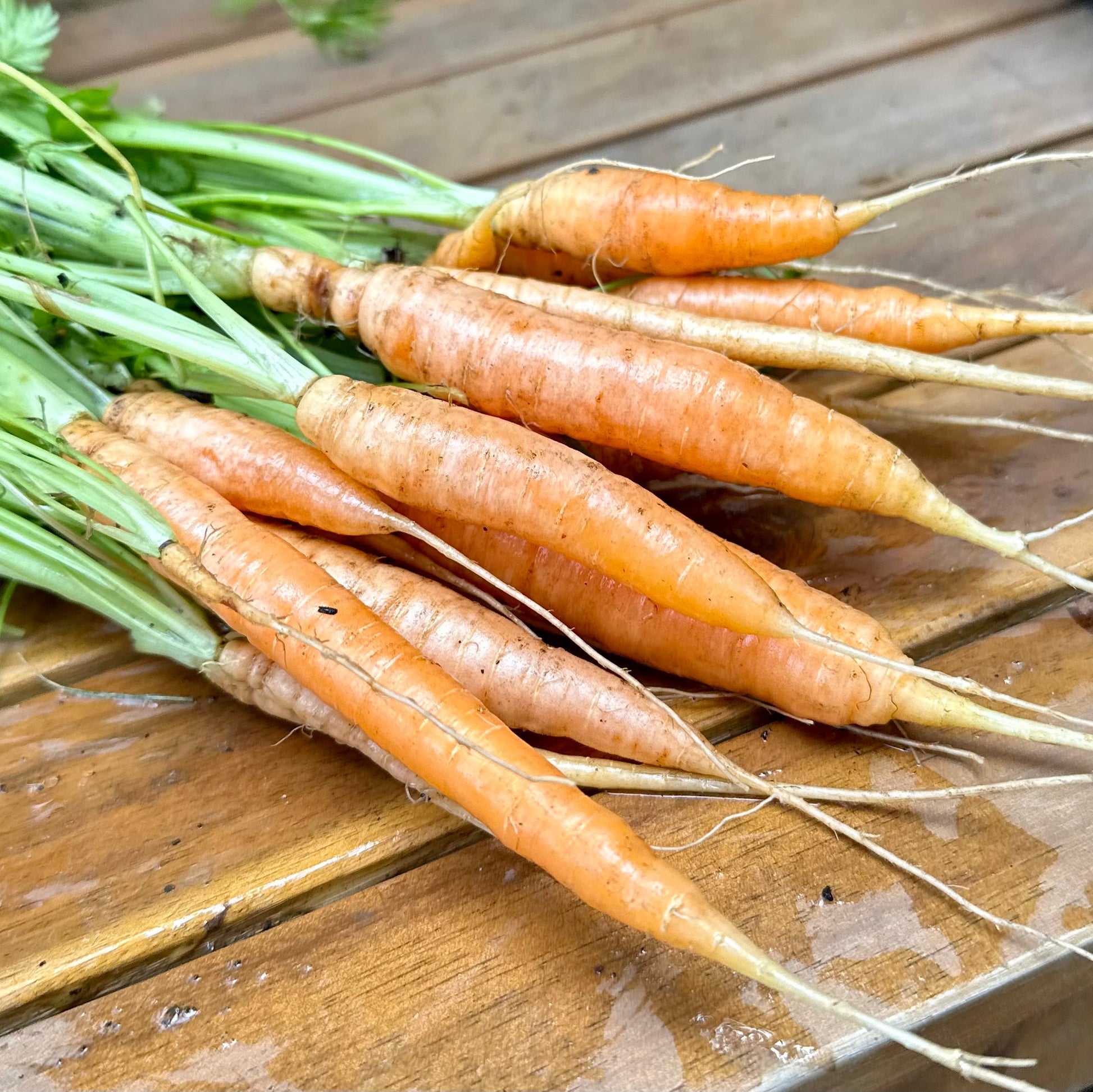 Carrot 'Baby Amsterdam' Seeds - Hollyhock Hill