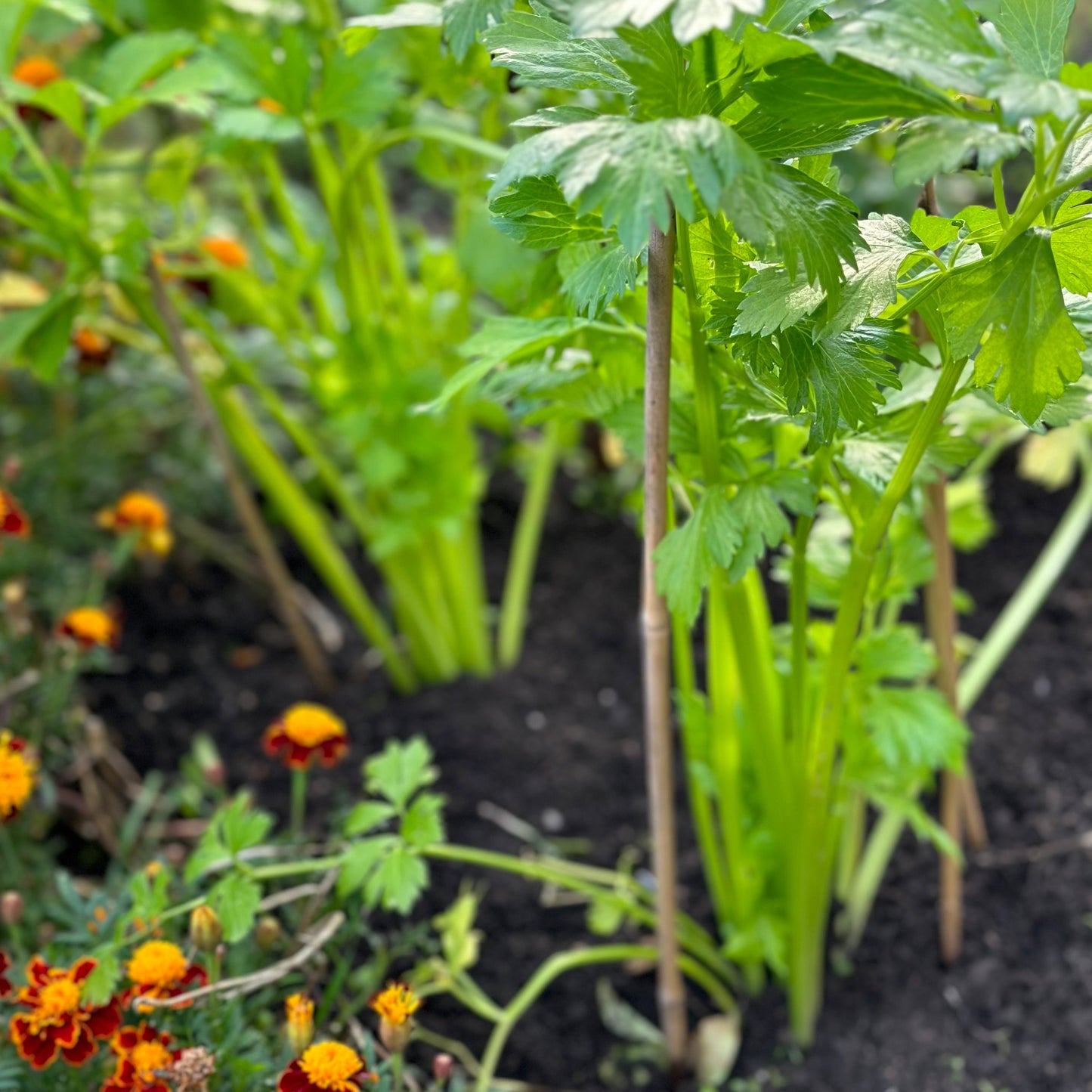 Celery ‘Tall Utah’ Seeds - Hollyhock Hill