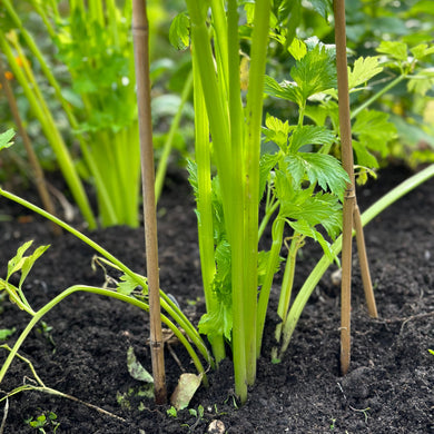 Celery ‘Tall Utah’ Seeds - Hollyhock Hill