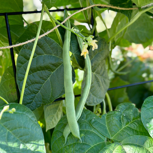 Climbing Bean 'Lazy Housewife' Seeds - Hollyhock Hill