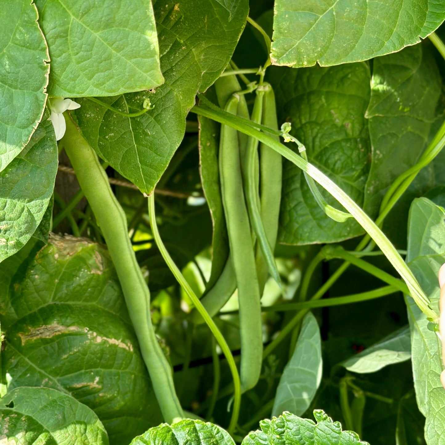 Climbing Bean 'Lazy Housewife' Seeds - Hollyhock Hill