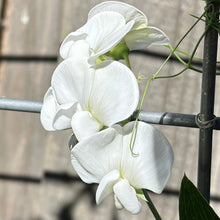 Load image into Gallery viewer, Copy of Everlasting Sweet Pea &#39;Weisse&#39; Perle&#39; Seeds - Hollyhock Hill
