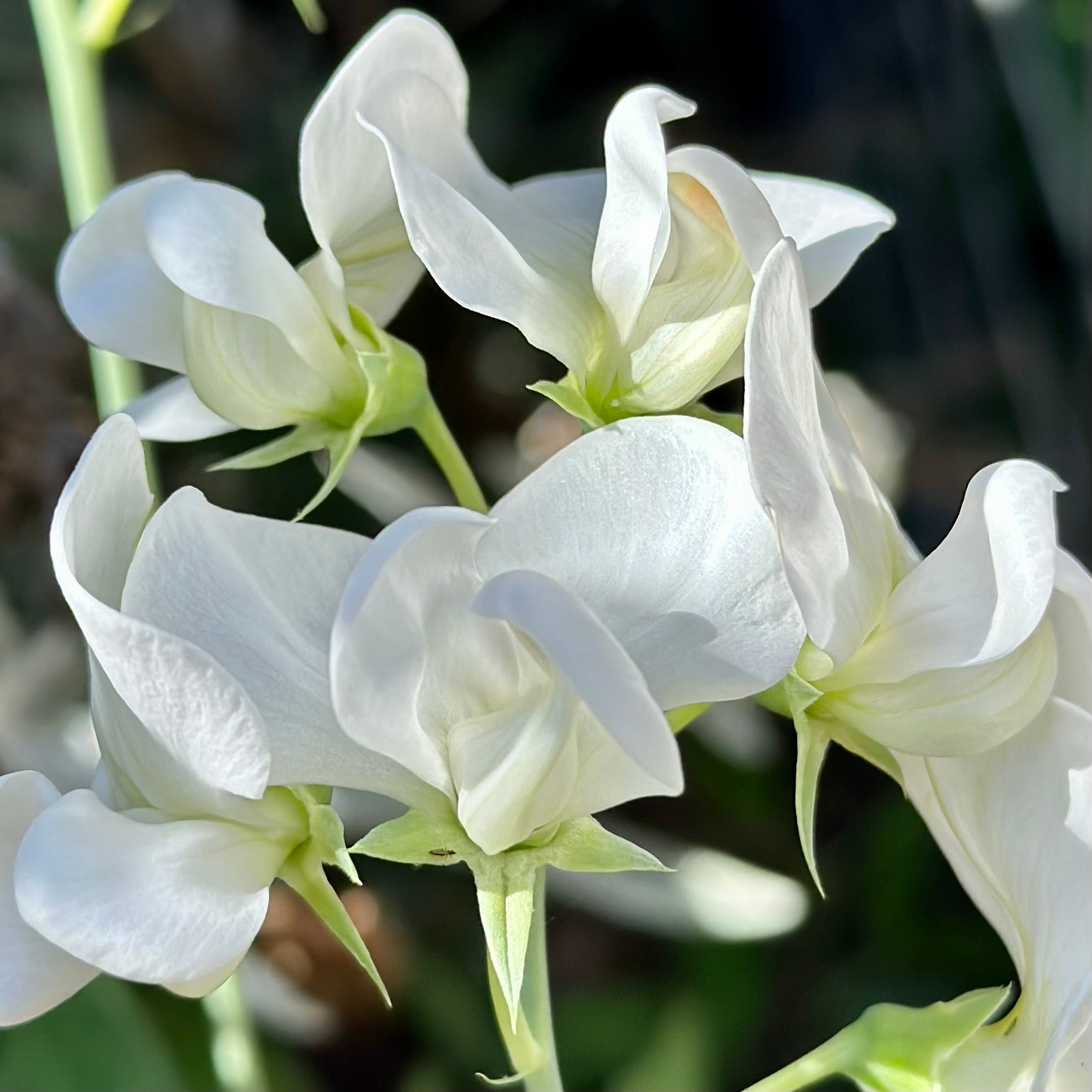 Copy of Everlasting Sweet Pea 'Weisse' Perle' Seeds - Hollyhock Hill