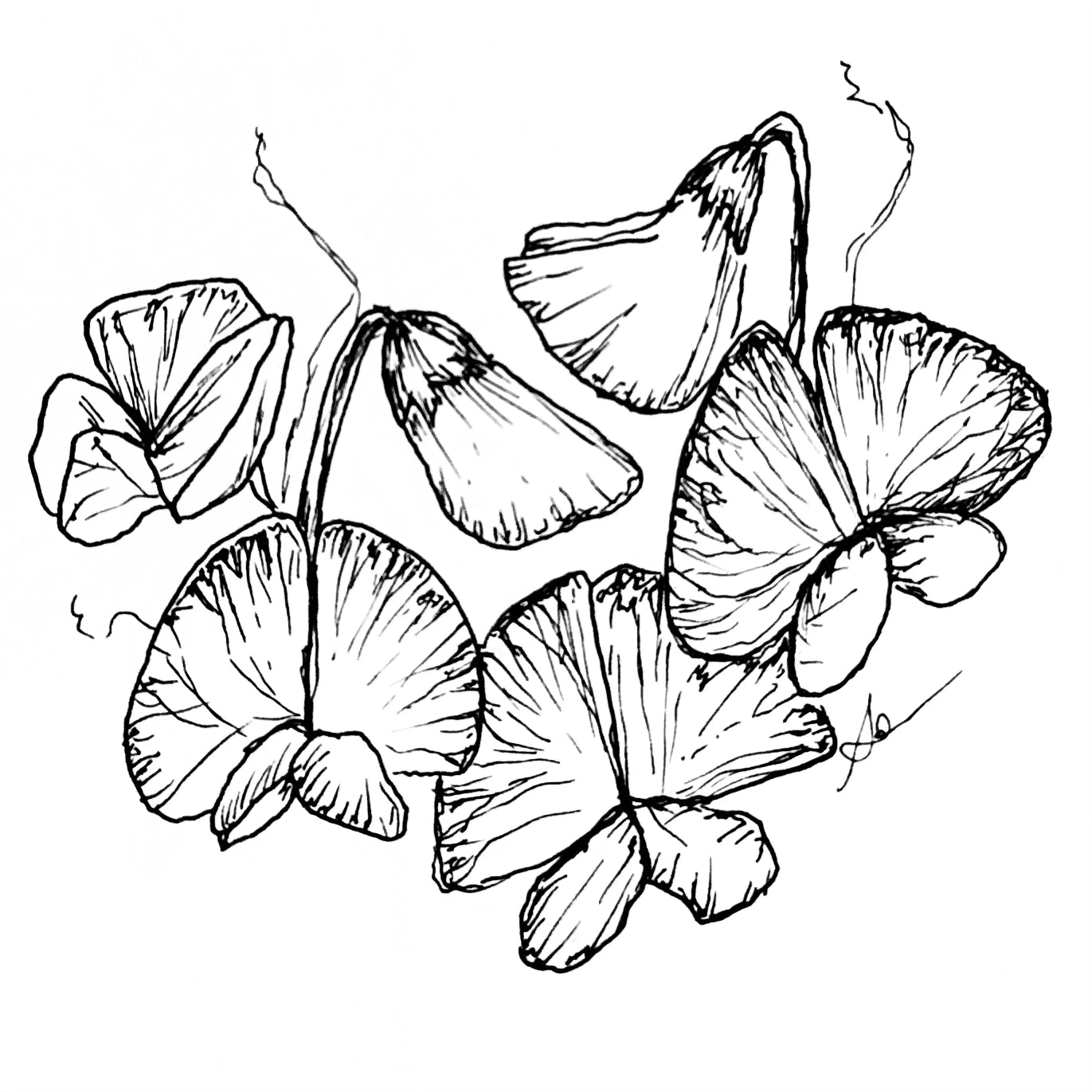 Copy of Everlasting Sweet Pea 'Weisse' Perle' Seeds - Hollyhock Hill