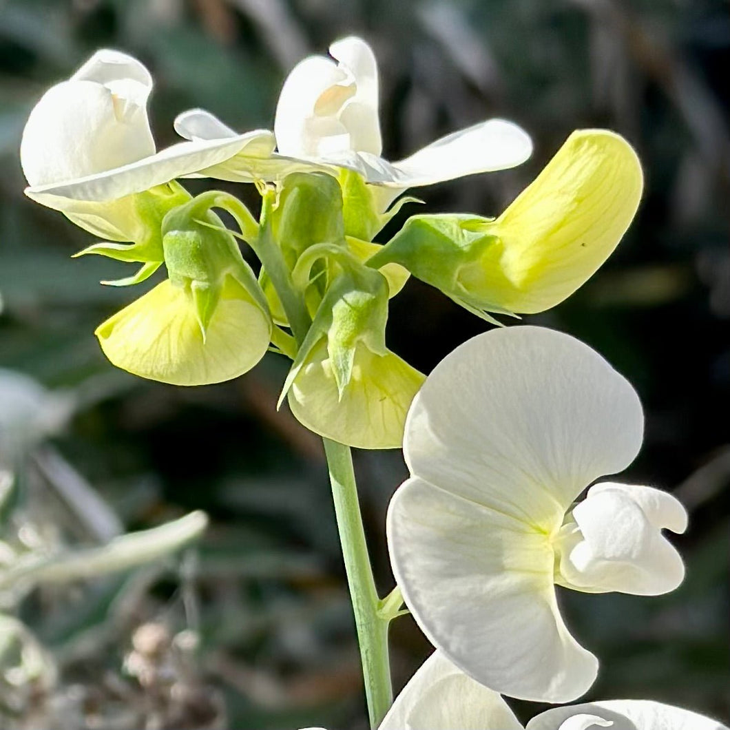 Copy of Everlasting Sweet Pea 'Weisse' Perle' Seeds - Hollyhock Hill