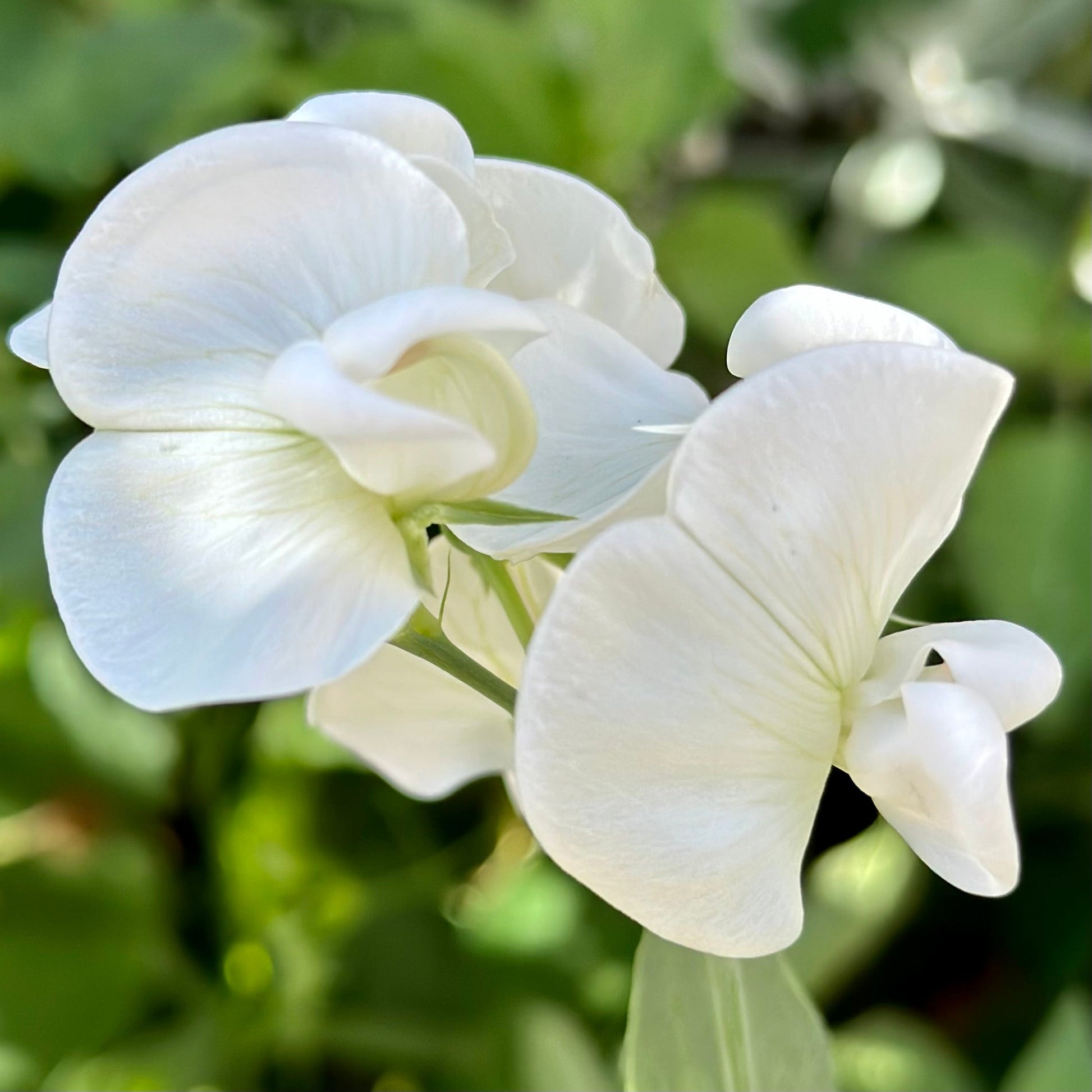 Copy of Everlasting Sweet Pea 'Weisse' Perle' Seeds - Hollyhock Hill