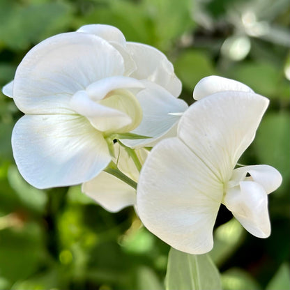 Copy of Everlasting Sweet Pea 'Weisse' Perle' Seeds - Hollyhock Hill