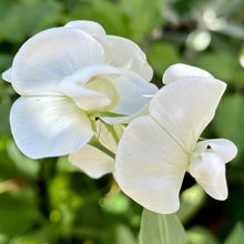 Load image into Gallery viewer, Copy of Everlasting Sweet Pea &#39;Weisse&#39; Perle&#39; Seeds - Hollyhock Hill
