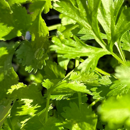 Coriander 'Allegro' Seeds - Hollyhock Hill