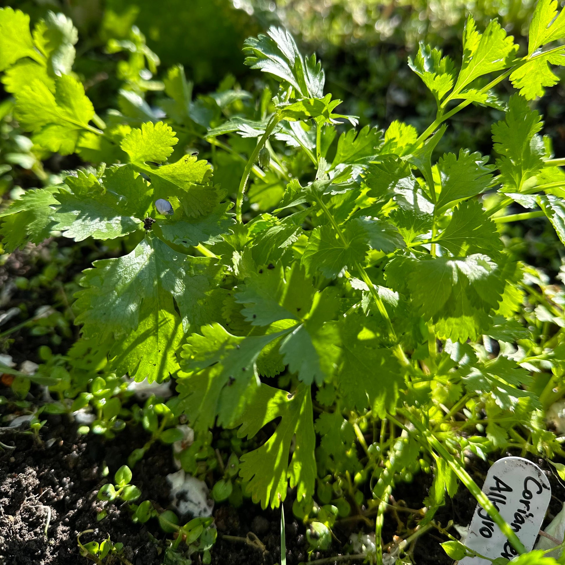 Coriander 'Allegro' Seeds - Hollyhock Hill