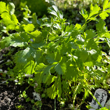 Coriander 'Allegro' Seeds - Hollyhock Hill