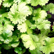 Load image into Gallery viewer, Coriander &#39;Allegro&#39; Seeds - Hollyhock Hill
