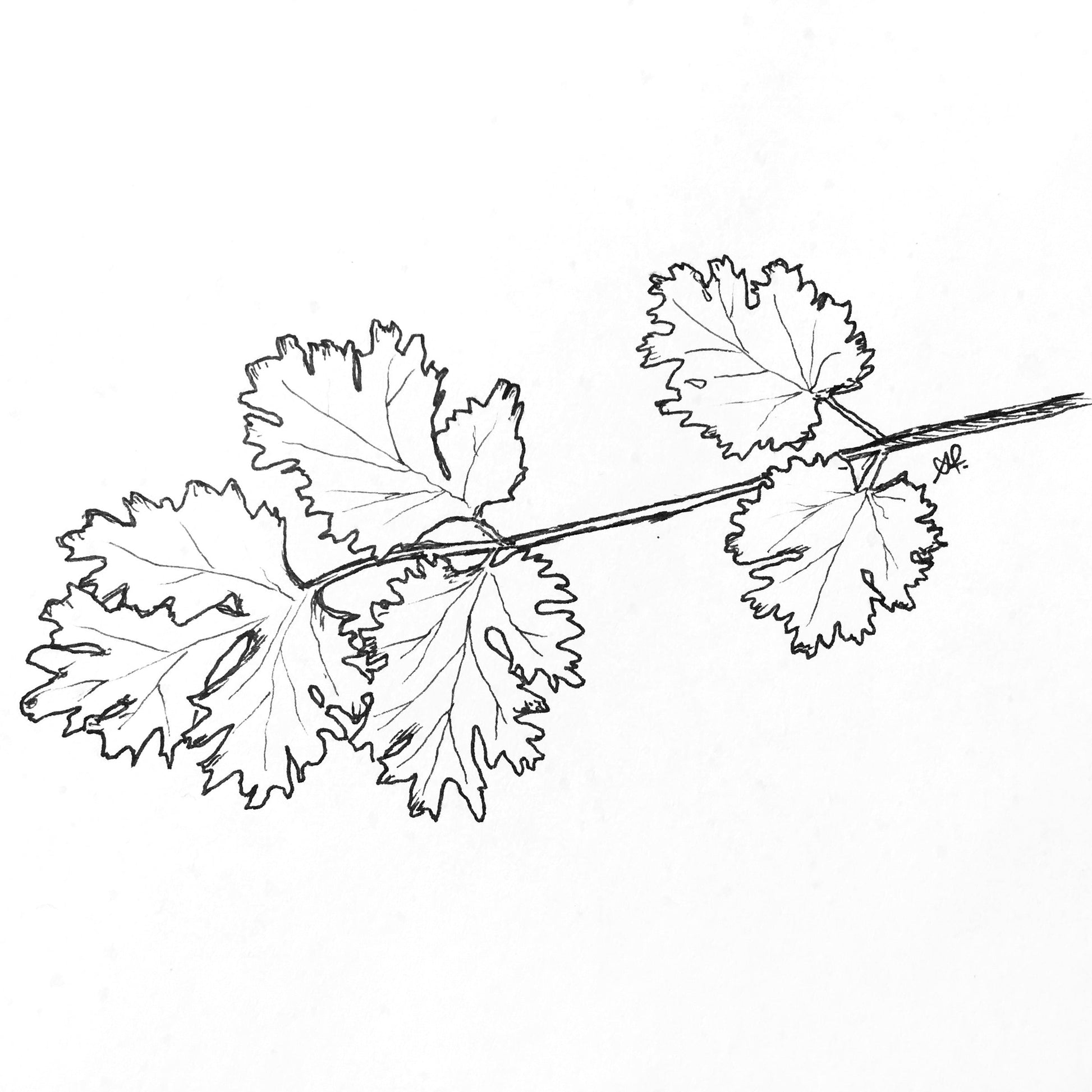 Coriander 'Allegro' Seeds - Hollyhock Hill