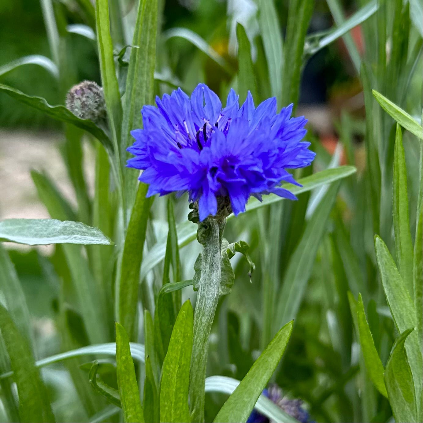 Cornflower 'Blue Boy' - Hollyhock Hill