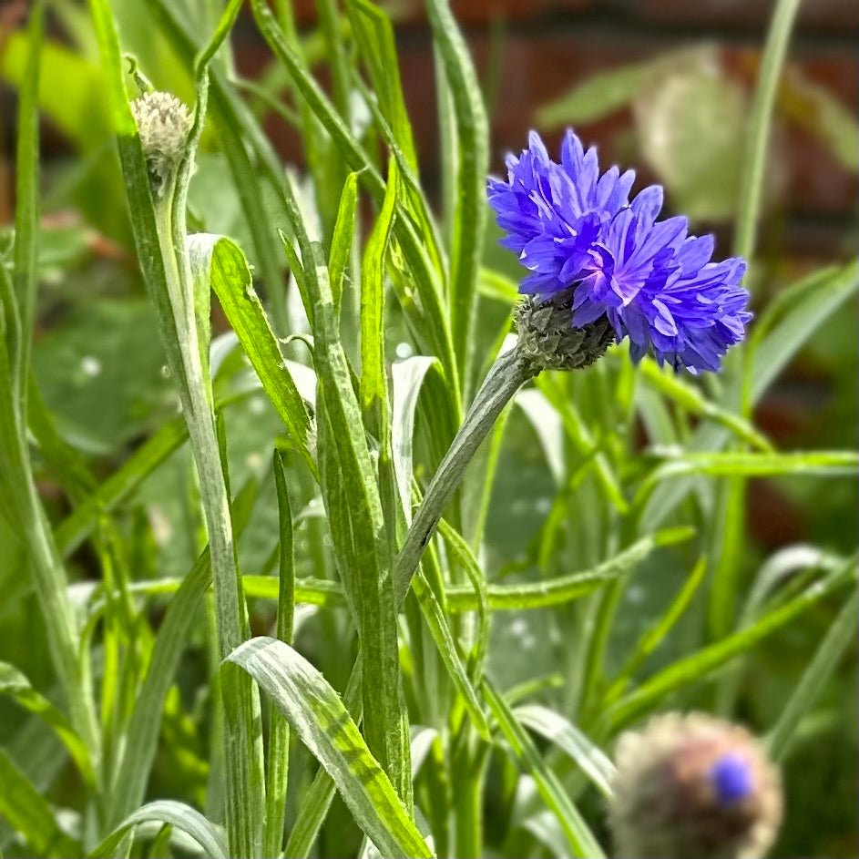 Cornflower 'Blue Boy' - Hollyhock Hill