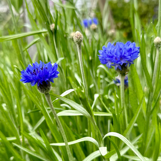 Cornflower 'Blue Boy' - Hollyhock Hill
