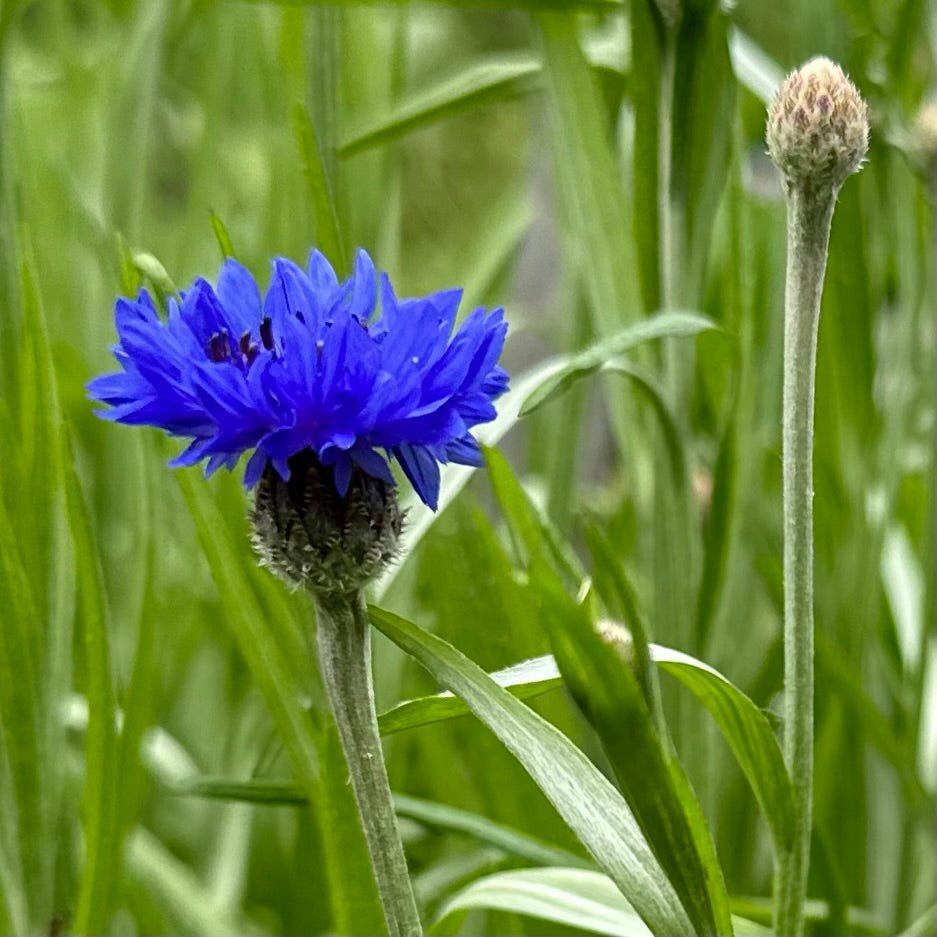 Cornflower 'Blue Boy' - Hollyhock Hill
