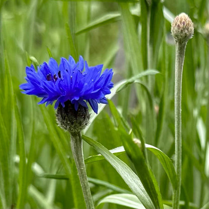 Cornflower 'Blue Boy' - Hollyhock Hill