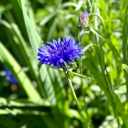 Cornflower 'Blue Boy' - Hollyhock Hill