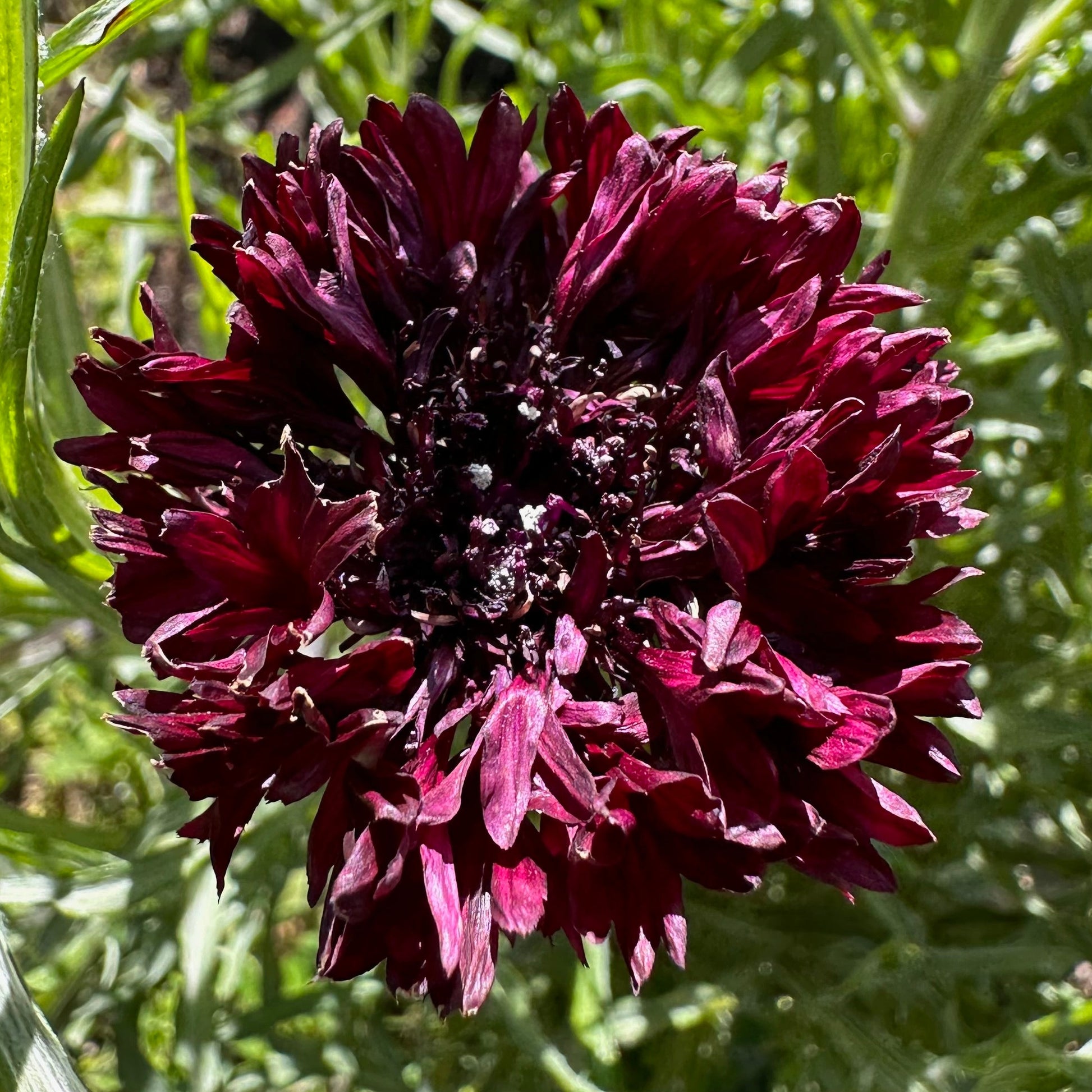 Cornflower 'Double Black Ball' Seeds - Hollyhock Hill