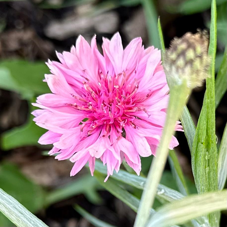 Cornflower 'Double Pink Ball' Seeds - Hollyhock Hill