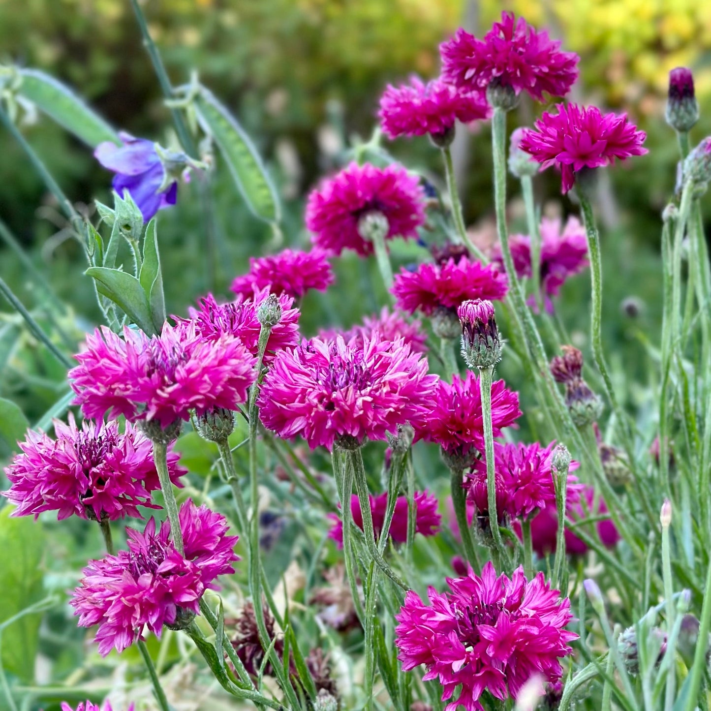 Cornflower 'Double Pink Ball' Seeds - Hollyhock Hill