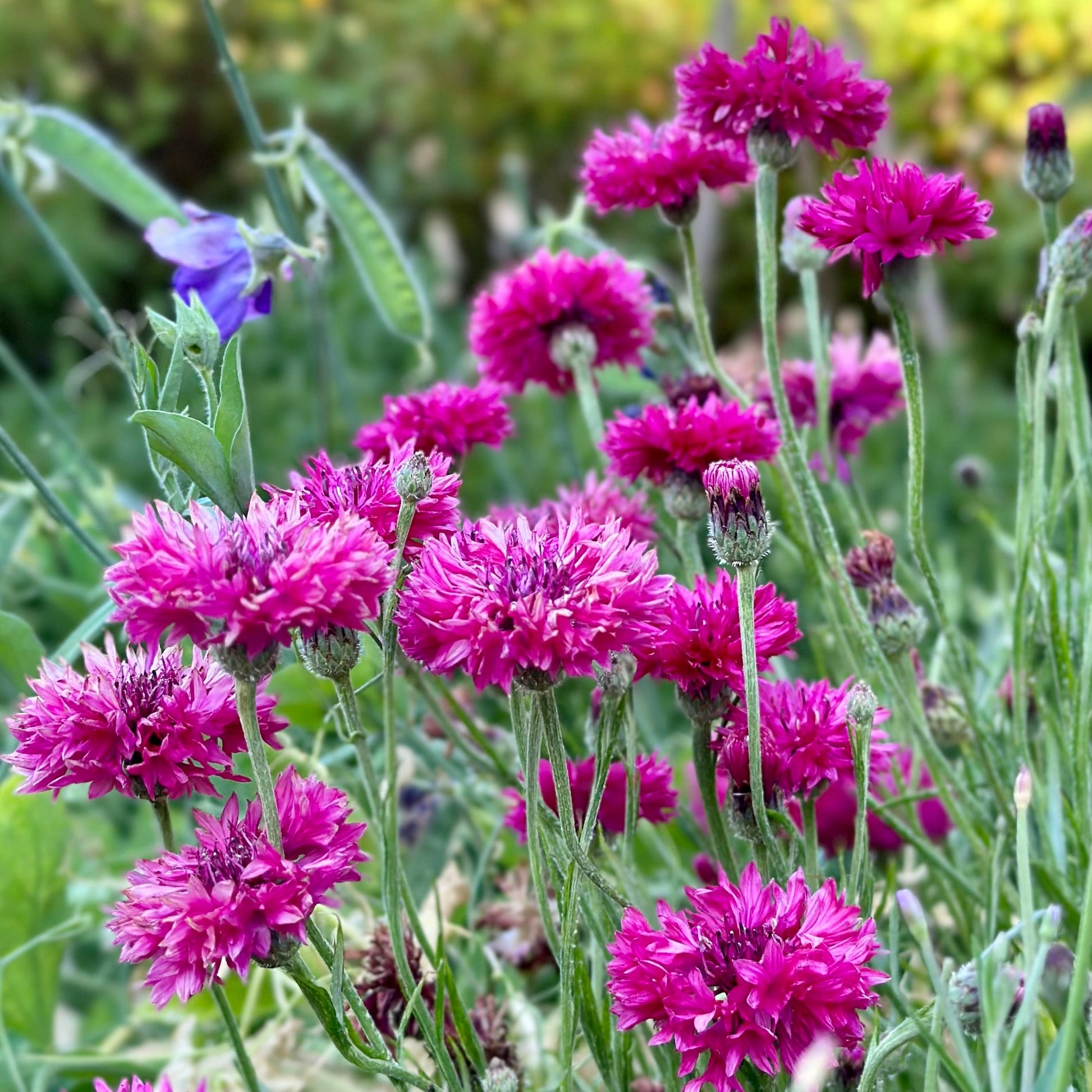 Cornflower 'Double Pink Ball' Seeds - Hollyhock Hill
