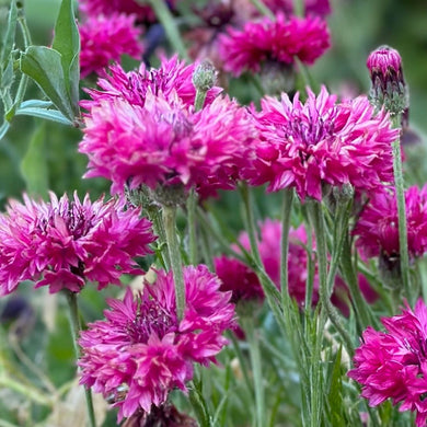 Cornflower 'Double Pink Ball' Seeds - Hollyhock Hill