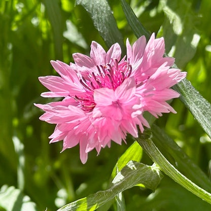 Cornflower 'Double Pink Ball' Seeds - Hollyhock Hill