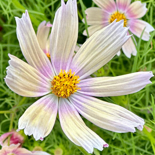 Cosmos 'Apricot Lemonade' Seeds - Hollyhock Hill
