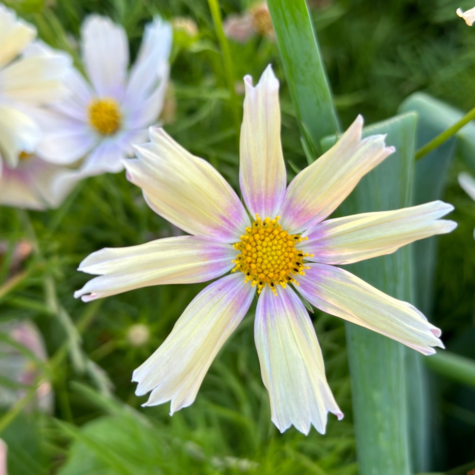Cosmos 'Apricot Lemonade' Seeds - Hollyhock Hill