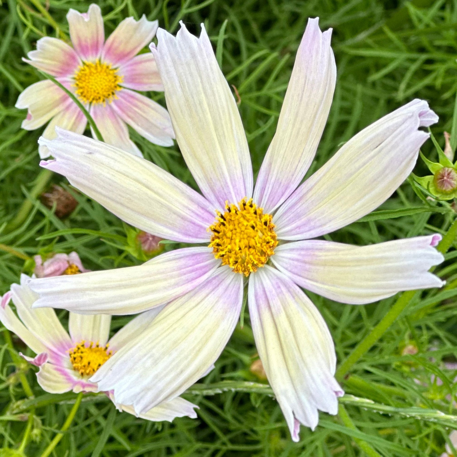 Cosmos 'Apricot Lemonade' Seeds - Hollyhock Hill