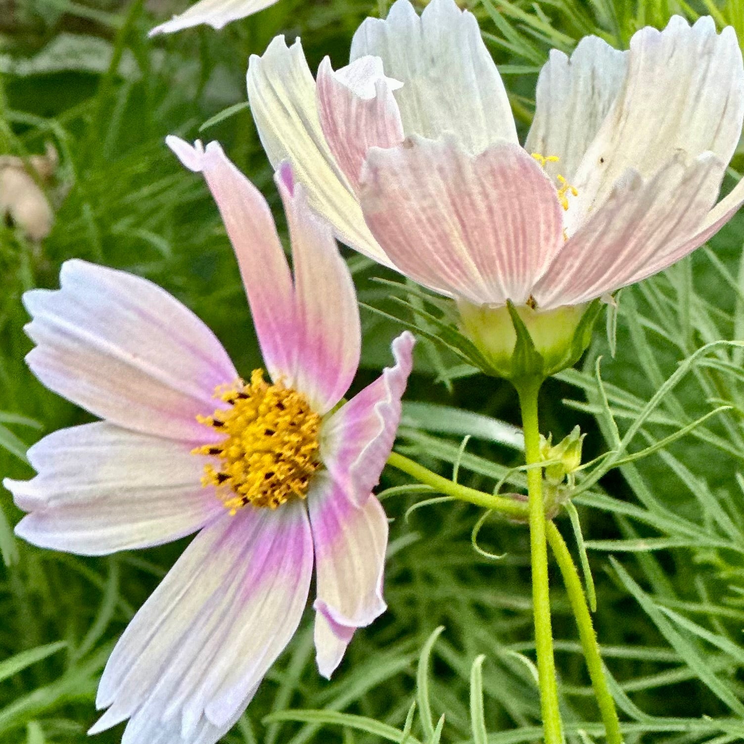 Cosmos 'Apricot Lemonade' Seeds - Hollyhock Hill