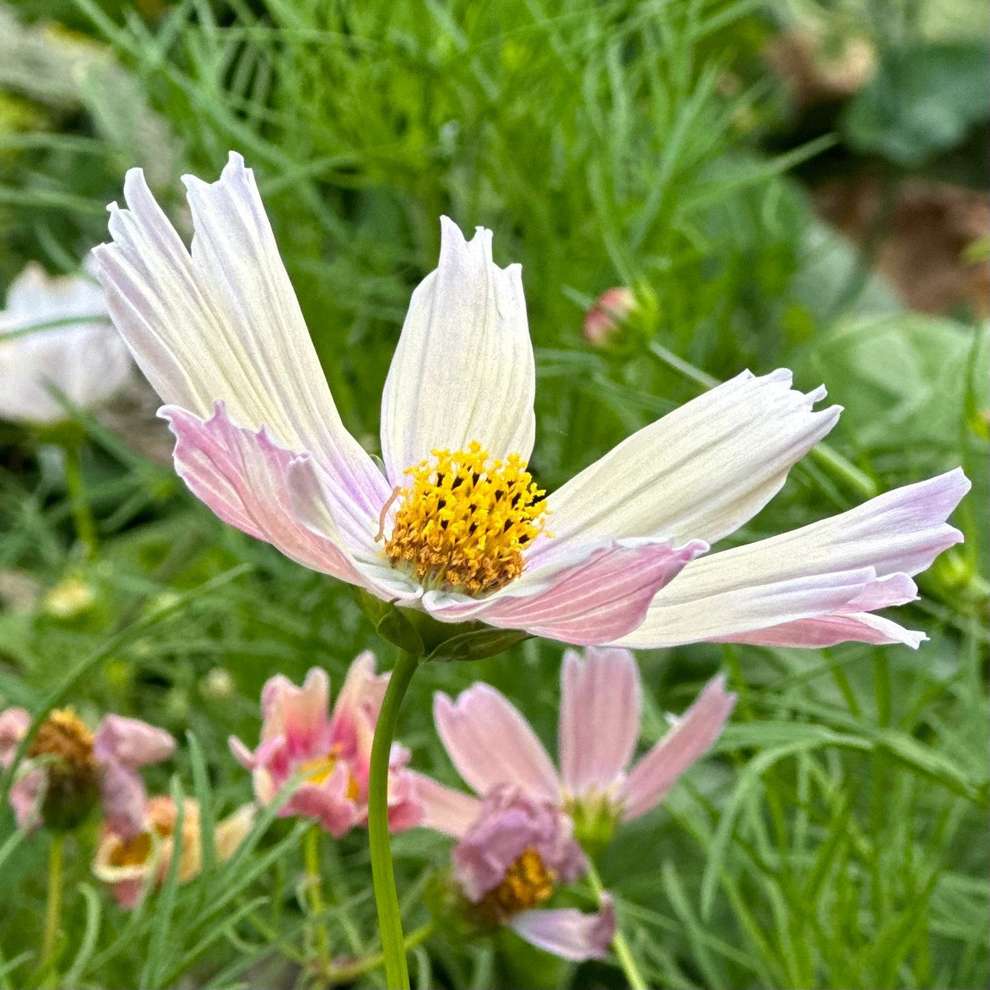 Cosmos 'Apricot Lemonade' Seeds - Hollyhock Hill