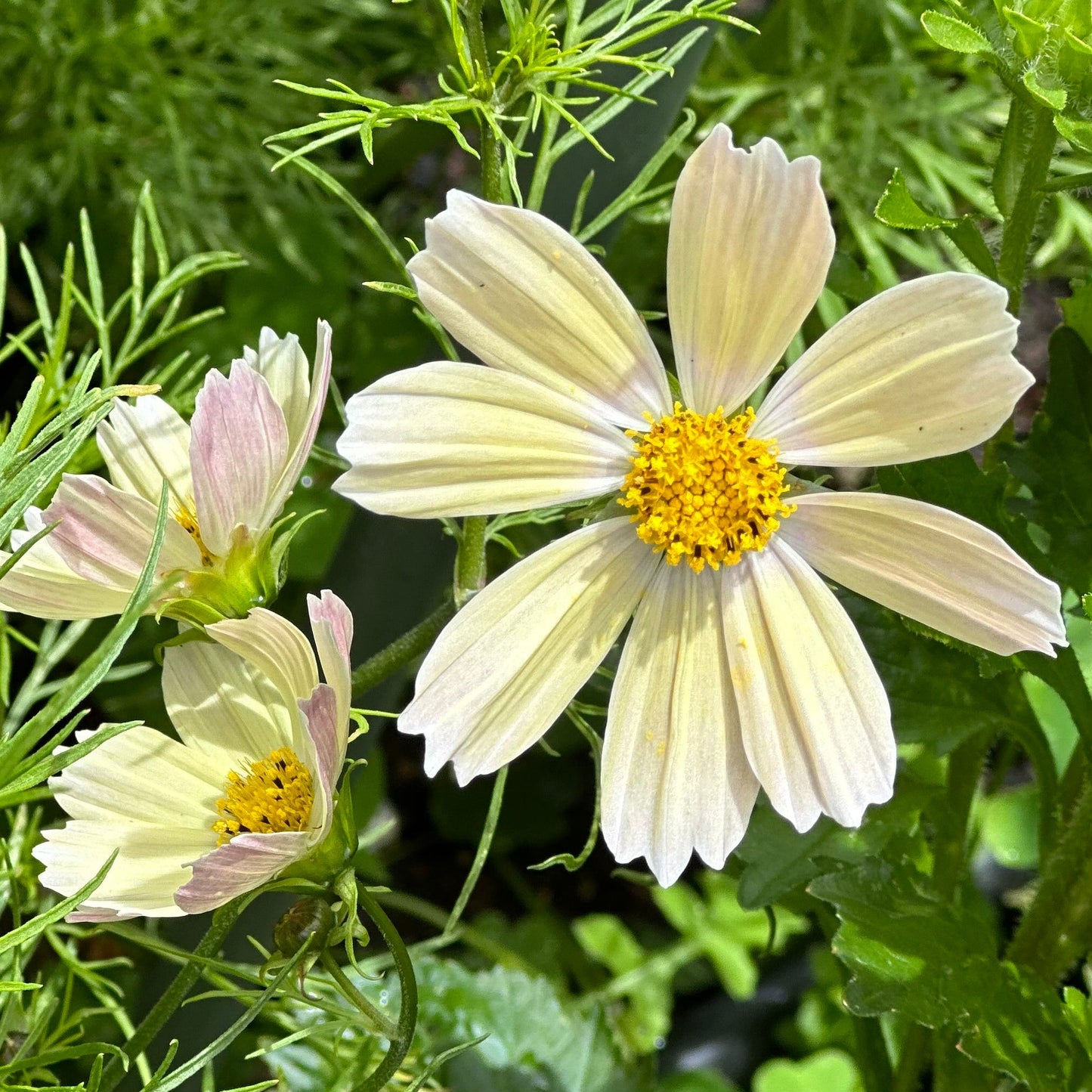 Cosmos 'Apricot Lemonade' Seeds - Hollyhock Hill