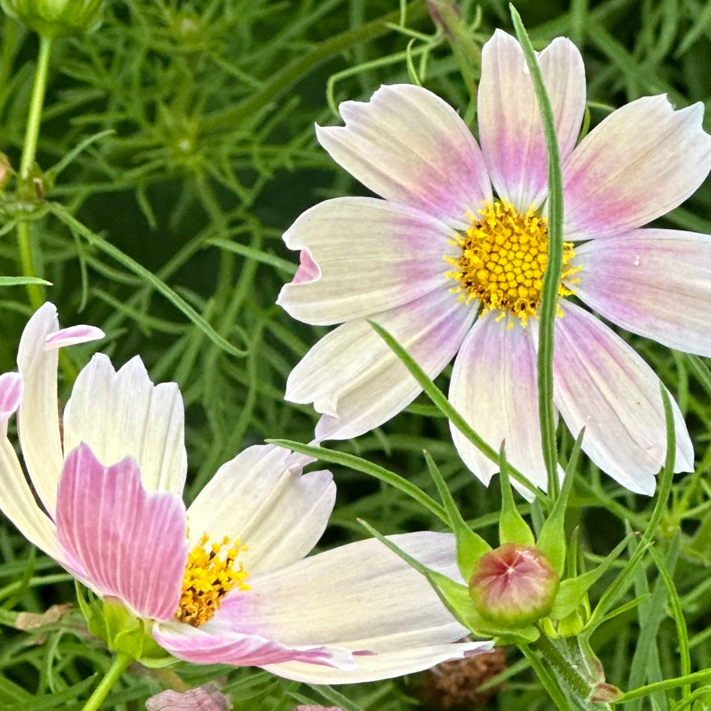 Cosmos 'Apricot Lemonade' Seeds - Hollyhock Hill