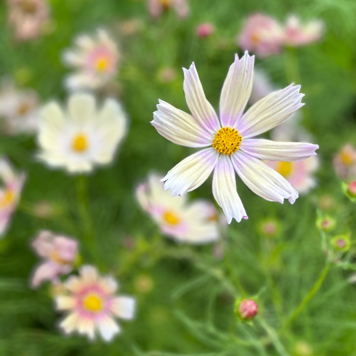 Cosmos 'Apricot Lemonade' Seeds - Hollyhock Hill