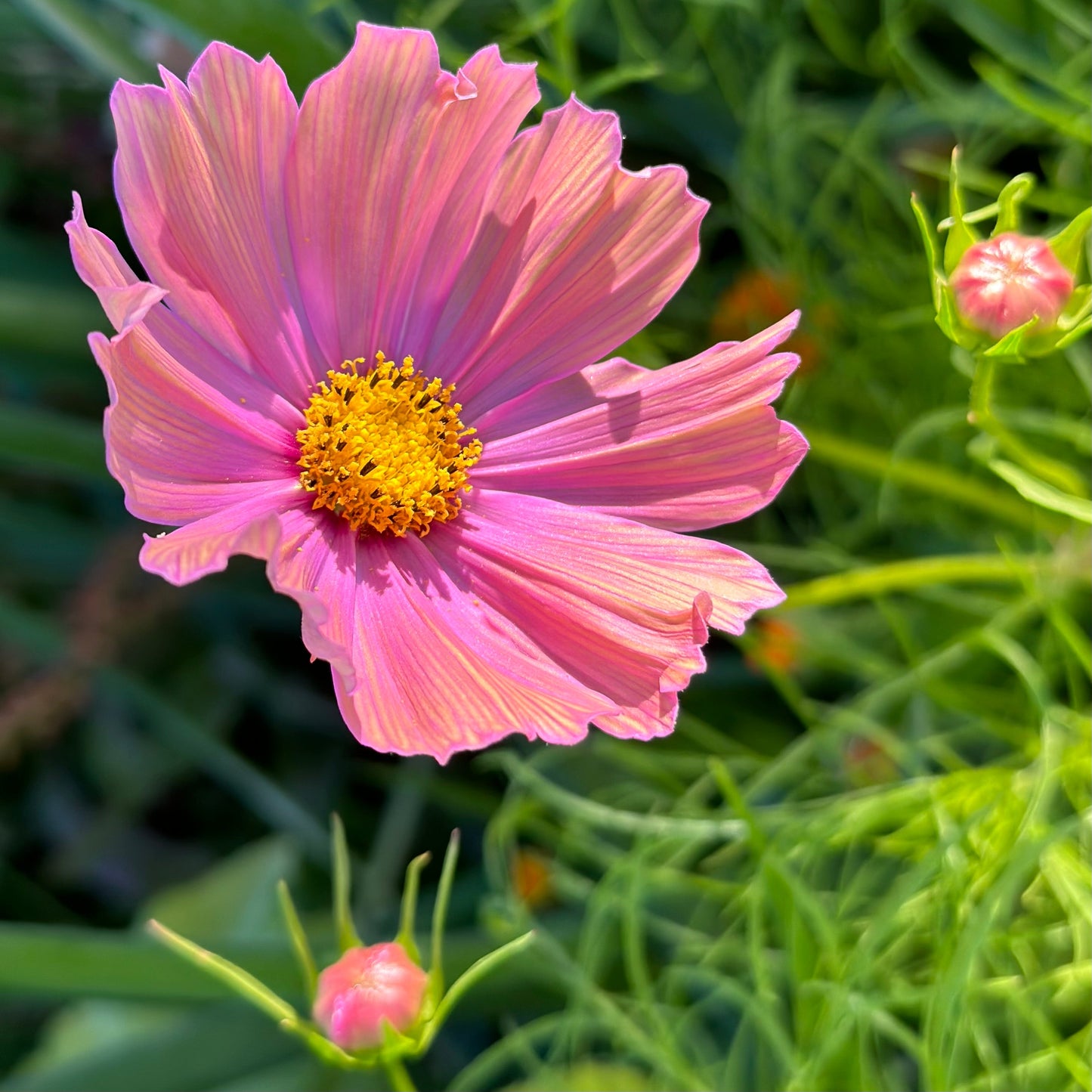 Cosmos 'Apricotta' Seeds - Hollyhock Hill