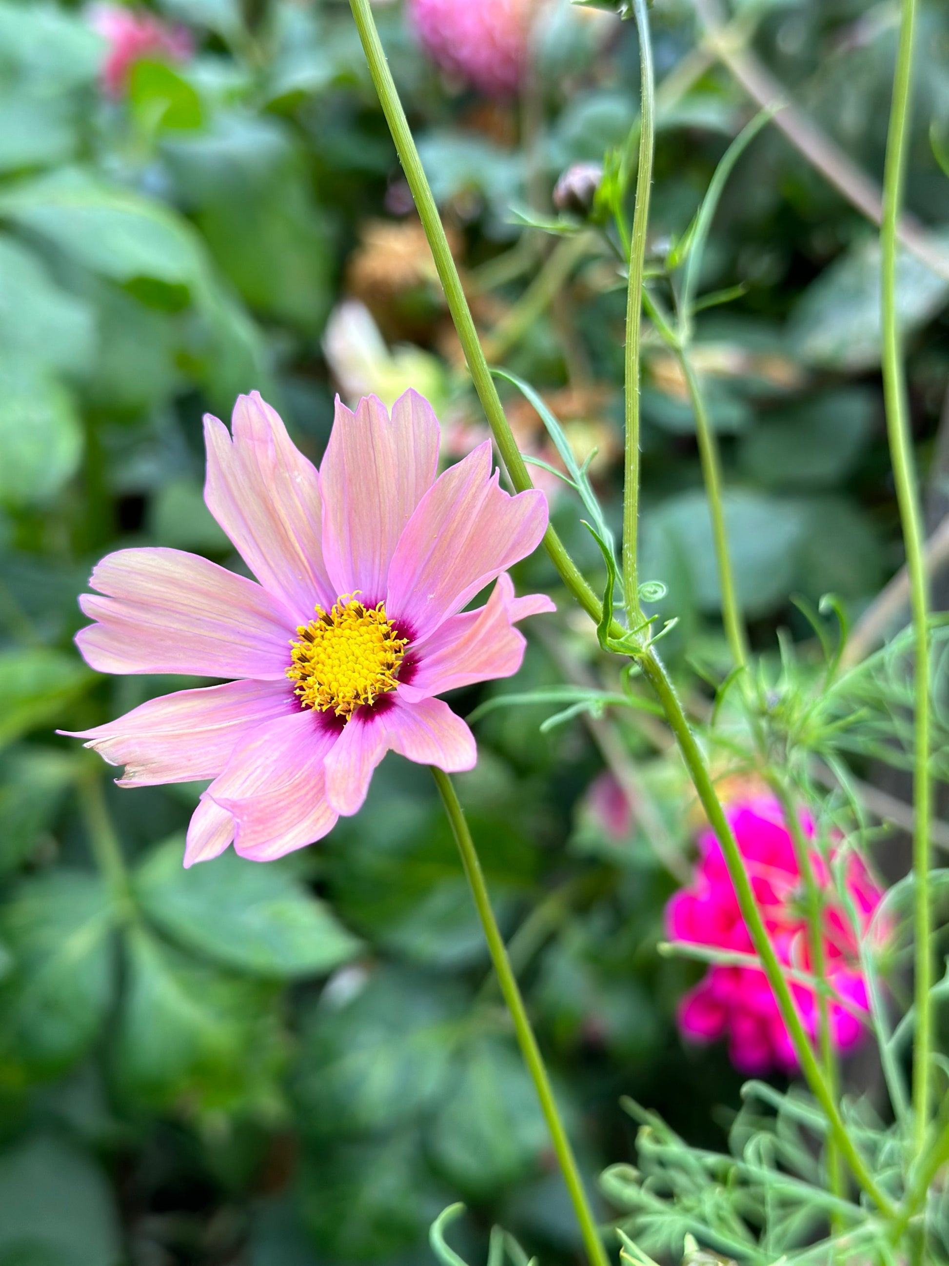 Cosmos 'Apricotta' Seeds - Hollyhock Hill