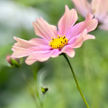 Load image into Gallery viewer, Cosmos &#39;Apricotta&#39; Seeds - Hollyhock Hill
