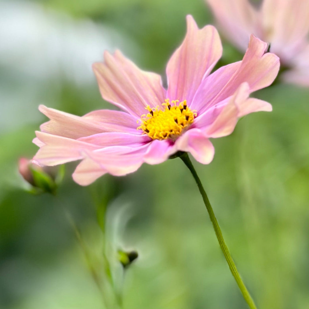 Cosmos 'Apricotta' Seeds - Hollyhock Hill