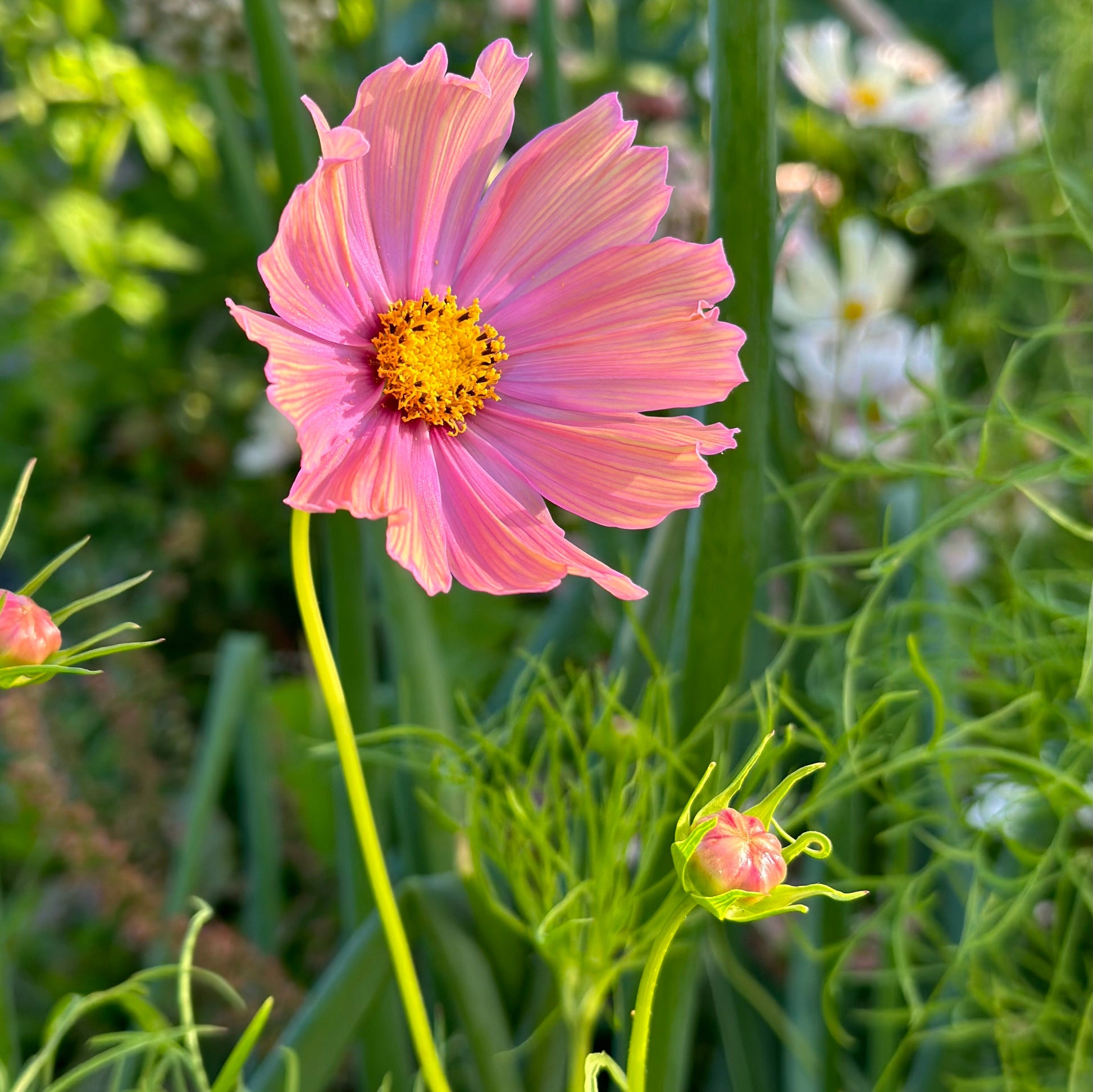 Cosmos 'Apricotta' Seeds - Hollyhock Hill