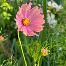 Load image into Gallery viewer, Cosmos &#39;Apricotta&#39; Seeds - Hollyhock Hill
