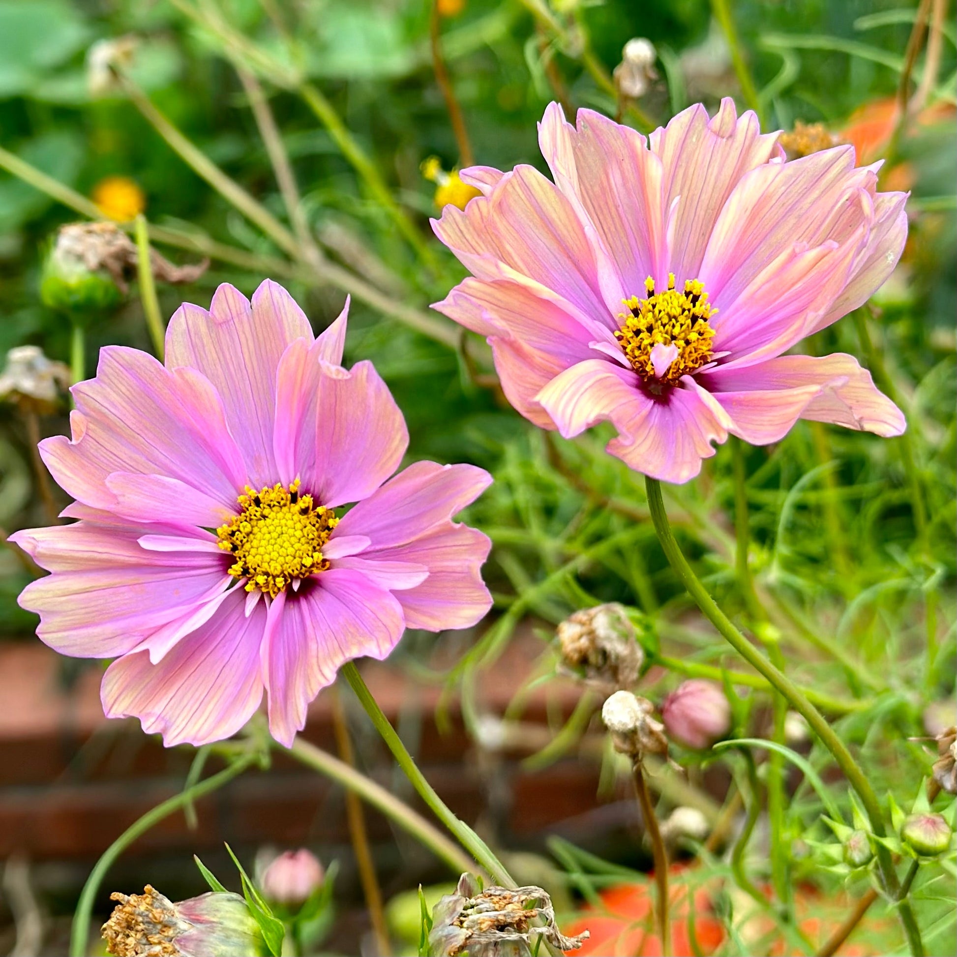 Cosmos 'Apricotta' Seeds - Hollyhock Hill