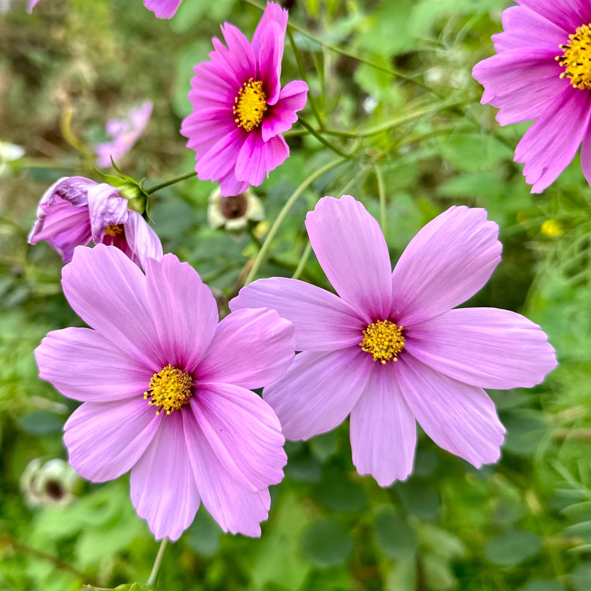 Cosmos 'Cottage Mix’ Seeds - Hollyhock Hill