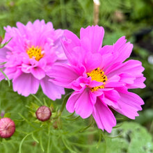 Load image into Gallery viewer, Cosmos &#39;Cottage Mix’ Seeds - Hollyhock Hill
